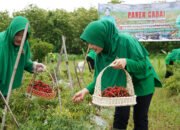 Persit KCK Cabang XXVIII, Panen Cabai di Lahan Ketahanan Pangan Kodim Bojonegoro