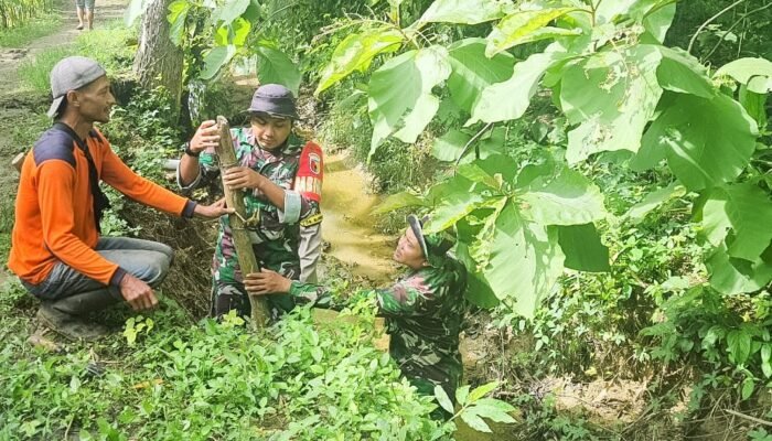 Kompak, Babinsa Koramil Malo Bojonegoro bersama Masyarakat Tanggir Tanam Pohon Sukun dan Perbaiki Jalan Rusak