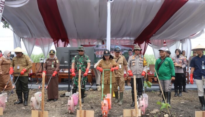 Penanaman jagung serentak 1 juta hektar secara nasional melalui zoom meeting