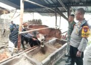 Kapolsek kanor terjun langsung sosialisasi pencegahan PMK
