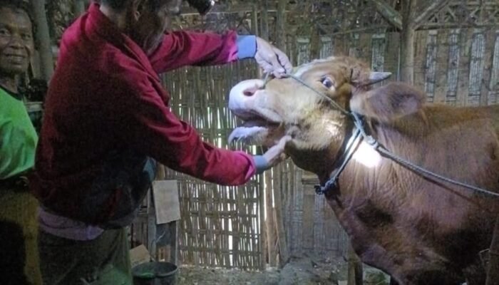Disnakkan Bojonegoro Terus Bergerak Tangani PMK, Imbau Peternak Sapi Perhatikan Pakan dan Kebersihan Kandang