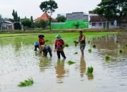 Perkuat Ketahanan Pangan, Babinsa Koramil Padangan Bojonegoro bantu Petani Tanam Padi
