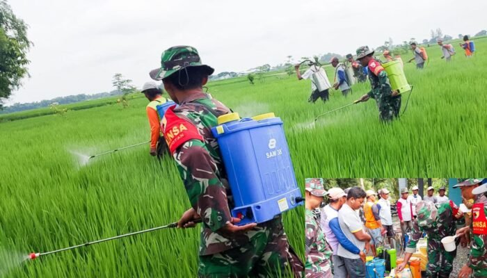 Dukung Ketahanan Pangan, Kelompok Tani Wotan, Babinsa Koramil Sumberrejo Bojonegoro dan Korluh gelar Gerdal Hama Padi