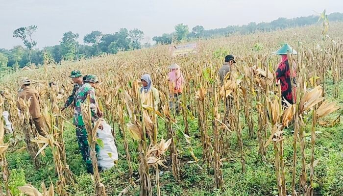 Sinergia TNI dengan Rakyat dalam Ketahanan Pangan