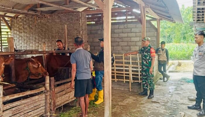 Koramil Ngimbang Melaksanakan Pendampingan Pemeriksaan Hewan Ternak