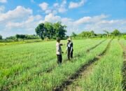 Bhabinkamtibmas Polsek Kedungadem Patroli Dialogis di Tengah Petani
