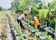 Dukung Ketahanan Pangan Nasional, Kapolsek Bojonegoro Kota Perintahkan Bhabinkamtibmas Dampingi Petani Semangka