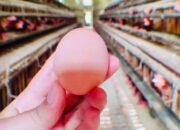 Pemkab Bojonegoro Luncurkan Program Ayam Petelur untuk Peningkatan Ekonomi Masyarakat