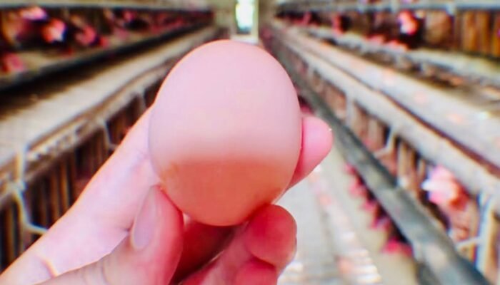 Pemkab Bojonegoro Luncurkan Program Ayam Petelur untuk Peningkatan Ekonomi Masyarakat