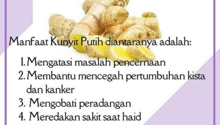 Mafaat Kunir Putih untuk Sakit Mah: Solusi Alami yang Efektif