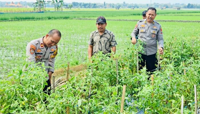 Dukungan Polsek Padangan Terhadap Ketahanan Pangan di Desa Sidorejo
