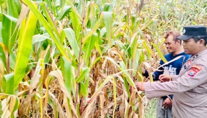 Dukungan Polsek Gondang dalam Ketahanan Pangan di Bojonegoro