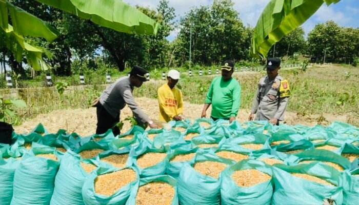 Panen Jagung Bersama Polsek Kedewan: Langkah Mendorong Ketahanan Pangan