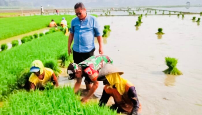 Percepatan Tanam Padi di Bojonegoro: Peran Babinsa dalam Ketahanan Pangan