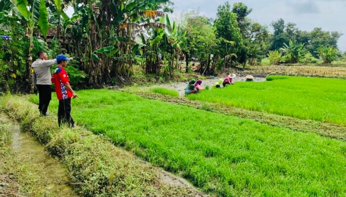 Dukungan Bhabinkamtibmas di Bubulan untuk Ketahanan Pangan Nasional