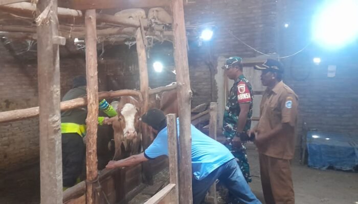 Sinergi Dinas Peternakan dan Babinsa dalam Vaksinasi PMK di Lamongan