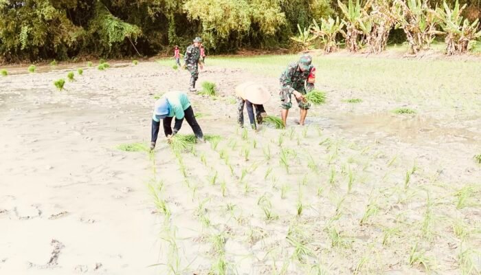 Babinsa Kodim Bojonegoro Bantu Petani Wujudkan Ketahanan Pangan Nasional