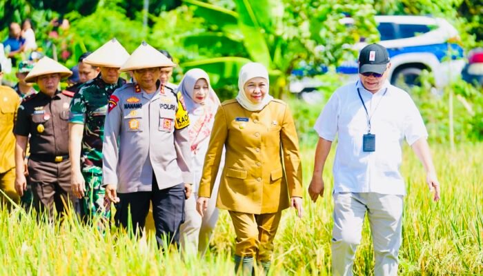 Keberhasilan Panen Raya Padi di Jawa Timur: Sebuah Langkah Menuju Ketahanan Pangan
