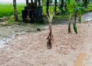 Protes Unik Warga Nglumber: Menanam Pisang di Jalan Rusak