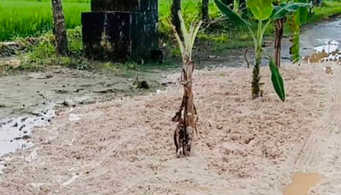 Protes Unik Warga Nglumber: Menanam Pisang di Jalan Rusak