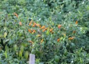 Cara Budidaya Cabe di Pekarangan Rumah Kita