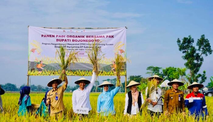 Kabar Gembira dari Sambiroto: Keberhasilan Panen Padi Organik