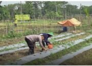 TNI-Polri dan Pemdes Pungpungan untuk Ketahanan Pangan