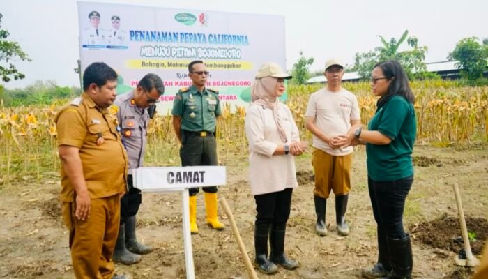 Pemkab Bojonegoro Gandeng PT Sewu Segar Nusantara Tanam Pepaya California di Malo