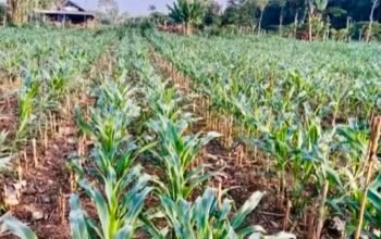 Musim Hujan, Waktu Tepat untuk Mulai Tanam Jagung