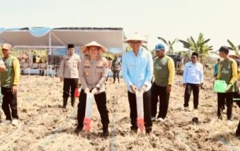 Bupati Setyo Wahono , Polri dan Santri Tanam Jagung Massal