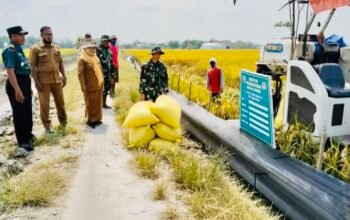 Dukungan Posramil 0812/16 Maduran dalam Panen Padi PMJ 01