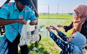 Inovasi Petani Ngraho dalam Mengatasi Serangan Hama Tikus