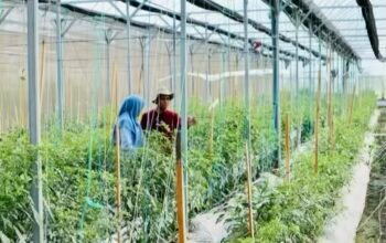 Mengubah Citra Pertanian: Kisah Fatkhul Ilma, Pemuda Inovatif Bojonegoro