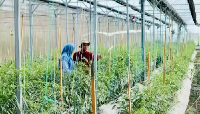 Mengubah Citra Pertanian: Kisah Fatkhul Ilma, Pemuda Inovatif Bojonegoro