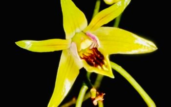 Mengenal Dendrobium capra, Flora Kebanggaan Bojonegoro di Hutan Jati