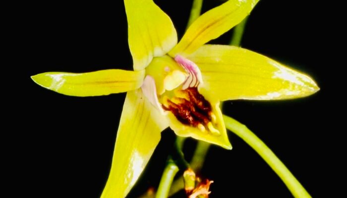 Mengenal Dendrobium capra, Flora Kebanggaan Bojonegoro di Hutan Jati