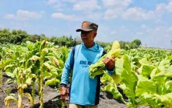 Dukungan Pemkab Bojonegoro Jaga Kualitas Tembakau di Tengah Tantangan Cuaca