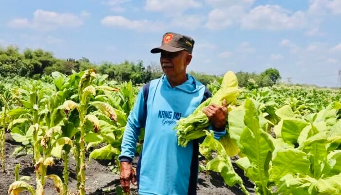 Dukungan Pemkab Bojonegoro Jaga Kualitas Tembakau di Tengah Tantangan Cuaca