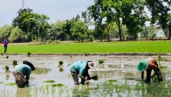 Pemkab Bojonegoro Pastikan Ketersediaan Pupuk Subsidi untuk Petani