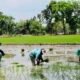 Pemkab Bojonegoro Pastikan Ketersediaan Pupuk Subsidi untuk Petani