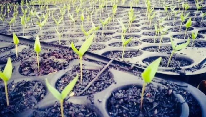 Pemkab Bojonegoro Salurkan Bibit Cabai untuk Kelompok Tani
