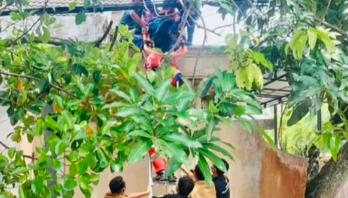 Tim Damkar Bojonegoro Evakuasi Lansia Pingsan di Atas Rumah