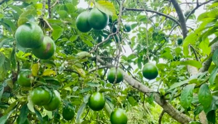 Angrowisata Petik Buah Alpukat di Desa Wonocolo Bojonegoro