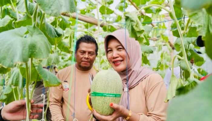 Wabup Nurul Azizah Panen Perdana Melon Premium di Padangan