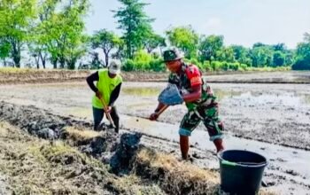 Babinsa Koramil Sumberrejo Bantu Petani Kedungrejo Tanam Padi