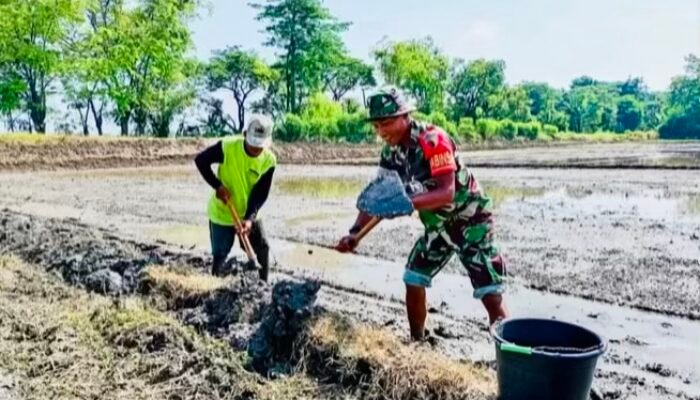 Babinsa Koramil Sumberrejo Bantu Petani Kedungrejo Tanam Padi