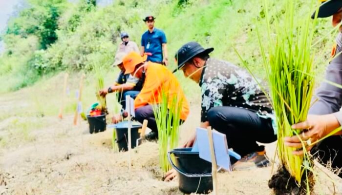 Bupati Bojonegoro Tanam Rumput Vetiver di Kedungsumber