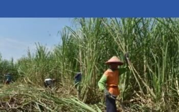 Bojonegoro Siapkan 5.000 Hektare Lahan Tebu Mendukung Swasembada Gula Nasional