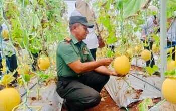 Danramil Brondong hadiri Panen Raya Melon di Sendangharjo