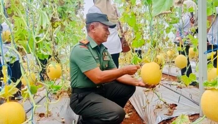 Danramil Brondong hadiri Panen Raya Melon di Sendangharjo